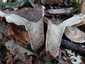Szenes galambgomba (Russula nigricans), Somogy